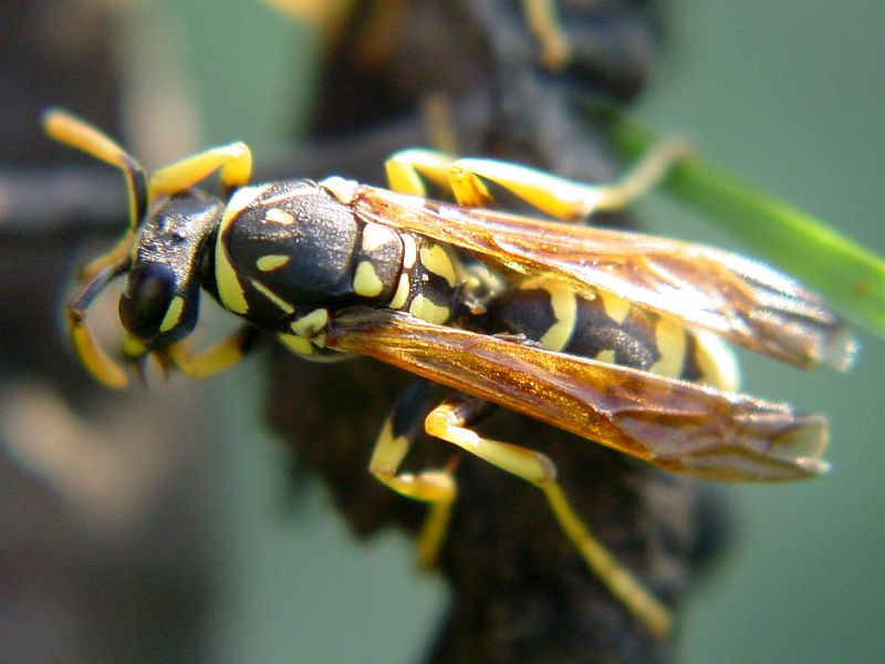 Polystes gallicus  - le sentinelle